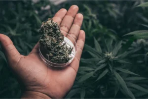 Can you bring cannabis to South Carolina?